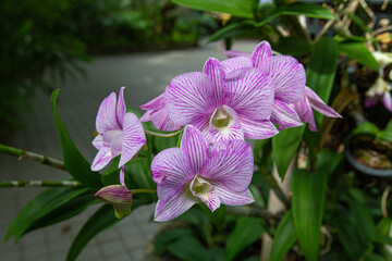 Closeup Beautiful Dendrobium orchids in morning park