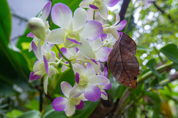 Closeup Orange oakleaf butterfly butterfly perched on Dendrobium orchids in morning park