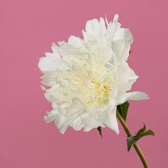 White peony flower with long yellowish stamens isolated on pink background.
