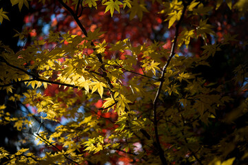 庭園の紅葉
