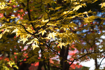 庭園の紅葉