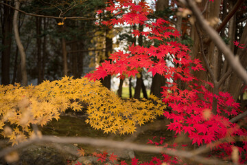 庭園の紅葉