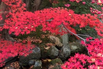 庭園の紅葉