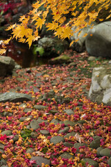庭園の紅葉