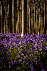 Obraz premium Hallerbos, La Forêt de Soignes promenade