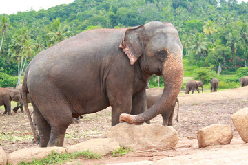 Fototapeta na wymiar Side profile of an asian elephant in an elephant sanctuary