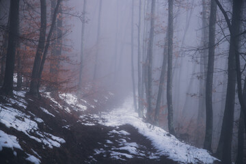 Obraz na płótnie Canvas Mysterious forest in fog