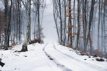 Mysterious forest in fog