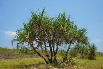 Pandanus spiralis in the Northern Territory of Australia