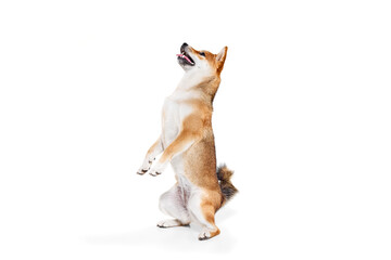 Playful dog, happy Shiba Inu isolated over white studio background. Concept of beauty, animal life, care, health and purebred pets.