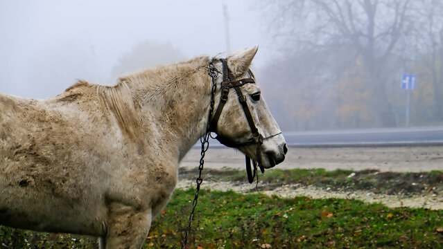A white horse grazes by the road with cars in thick fog