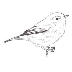 Line art pencil sketch of forest bird chiffchaff