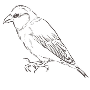 recommend clip art: Line art pencil sketch of forest bird crossbill