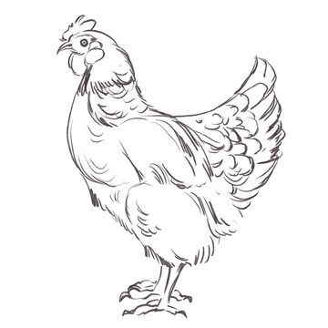 recommend clip art: Line art pencil sketch of hen bird
