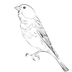 Line art pencil sketch of forest linnet bird
