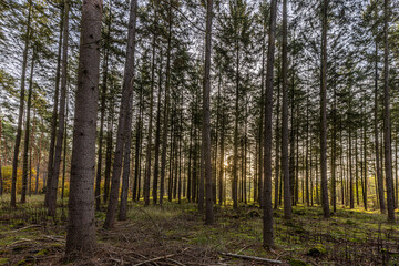 View into a dense spruce forest in the morning into the rising sun
