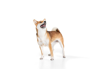 Portrait of charming purebred dog Shiba Inu isolated over white studio background. Concept of beauty, animal life, care, health and purebred pets.