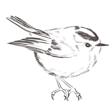 Line art pencil sketch of forest regulus bird