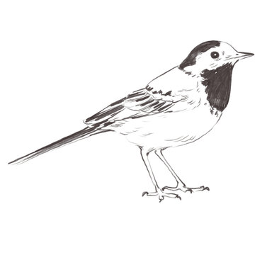 recommend clip art: Line art pencil sketch of forest wagtail bird