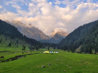 alpine meadow