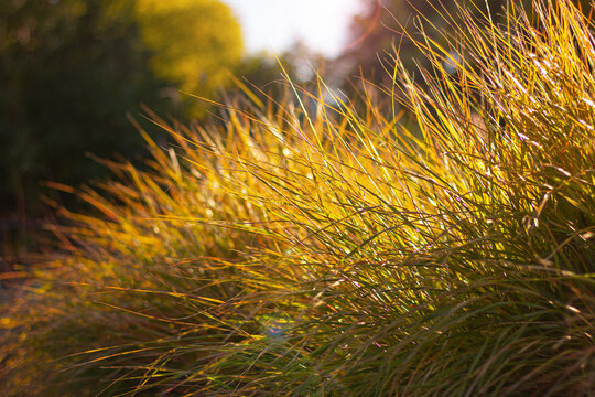 a bush of decorative grass on a flower bed in park on a sunny day. natural background