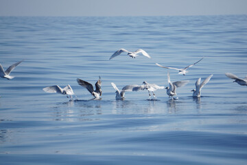 Gabbiani fermi sulla superficie del mare piatto e calmo, e gabbiani che prendono il volo