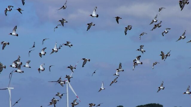 Flock of oystercatcher birds flying in front of many wind turbines, Haematopus ostralegus or Austernfischer