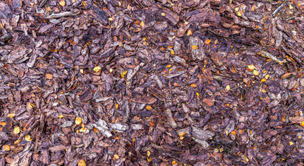 Vertical image of tree bark covered forest floor in autumn