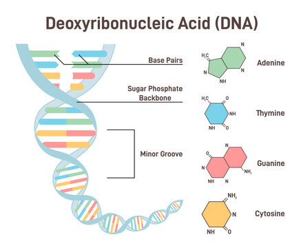 DNA structure concept. Double helix of deoxyribonucleic acid.