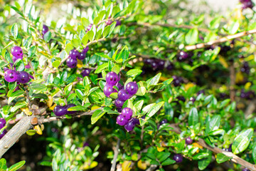 Evergreen Lonicera Pileata, Box Leaved Honeysuckle or Privet Honeysuckle Purple Berries