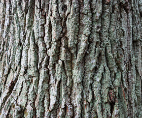 Background - relief bark of old oak with moss