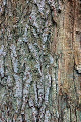 Background - relief bark of old oak with moss