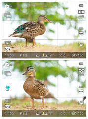 Bird eye focus detection in a camera viewfinder with the photographic settings