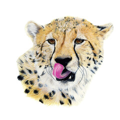 Cheetah drawn in watercolor on a white background