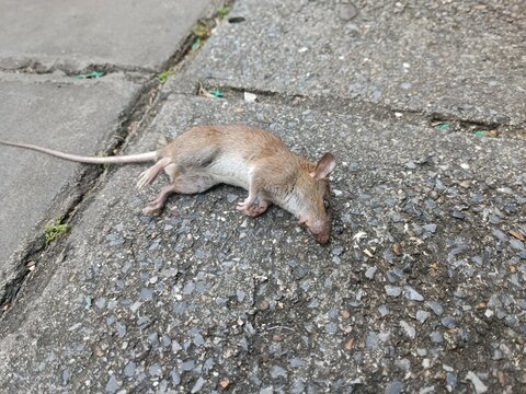 Dead rat death on the sidewalk .A small dead rat lies on the stony ground.