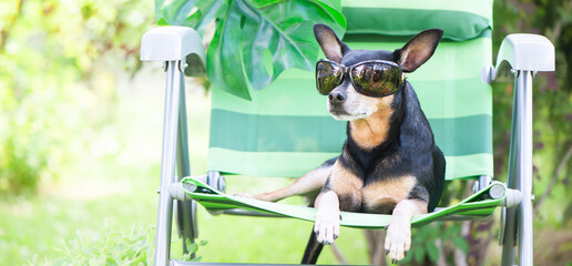 Dog, toy terrier in sunglasses is resting in a sun lounger. Summer holiday concept. Banner, space for text