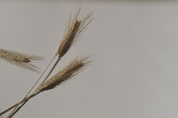 Dry wheat ear stems on warm tan white background with soft blurred sunlight shadows. Aesthetic bohemian minimal floral composition with copy space and sun light shades. Parisian vibes