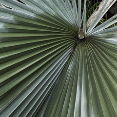 Obraz premium Tropical exotic palm leaves background. Aesthetic minimal floral composition