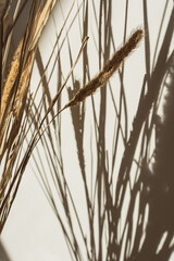 Aesthetic dried pampas grass, reeds in sunlight shadows on neutral wall. Minimalist Parisian vibes...