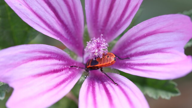 un gendarme se repose sur une fleur