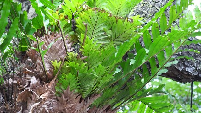 Dendroconche scandens (also called Microsorum scandens, fragrant fern) with a natural background