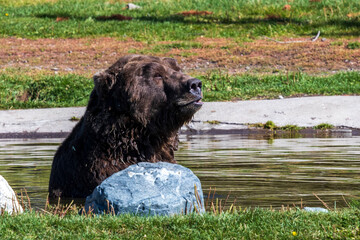 Grizzly bear  at grizzly and wolf discovery center at West Yellowstone. Montana USA.