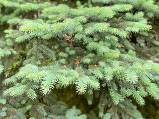 Phote  tree spruce green