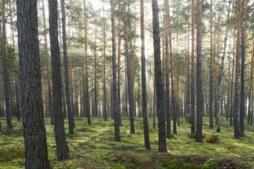 Wysoki sosnowy las w listopadowy poranek. Między drzewami unosi się mgła oświetlana promieniami słońca.  - 544311211