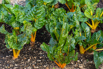 Swiss chard, bright yellow chard, spinach-flavoured biennial plant, growing in a fertile soil