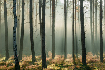 Wysoki sosnowy las w listopadowy poranek. Między drzewami unosi się mgła oświetlana promieniami...