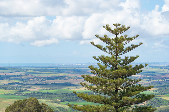 norfolk island pine with a beautiful landscape in the background