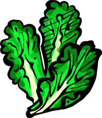 Hand drawn isolated ink lettuce. PNG colored illustration