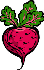 Hand drawn isolated ink radish. PNG colored illustration