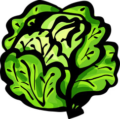 Hand drawn isolated ink cabbage. PNG colored illustration
